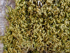 Homalothecium fulgescens