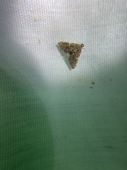 Anageshna primordialis