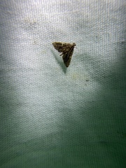 Anageshna primordialis