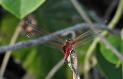 Tramea stenoloba
