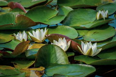 Nymphaea