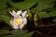 Nymphaea