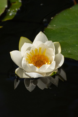 Nymphaea