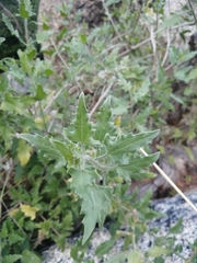Bebbia atriplicifolia