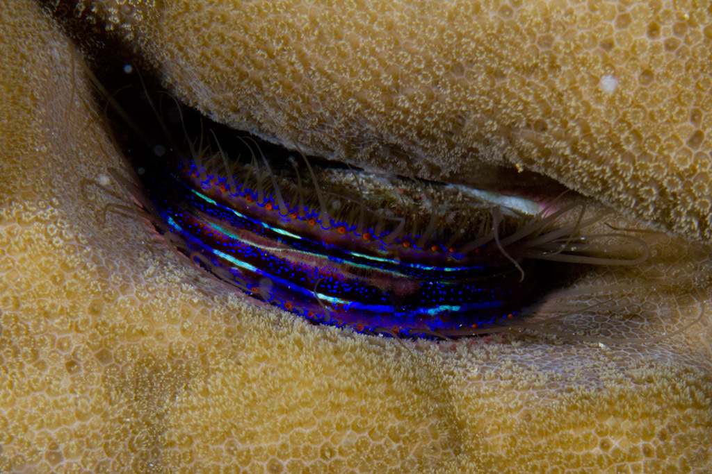 Iridescent Scallops