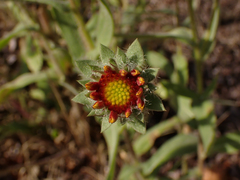 Gaillardia aristata