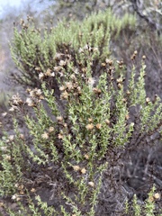 Ericameria ericoides