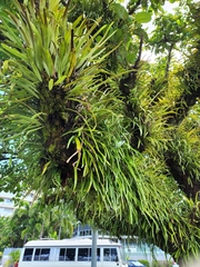 Pyrrosia longifolia