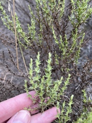 Ericameria ericoides