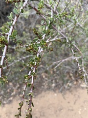 Ceanothus cuneatus