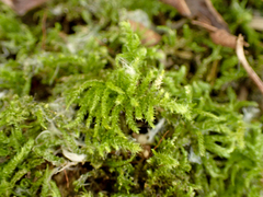 Kindbergia oregana