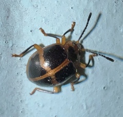 Corynomalus vestitus