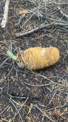 Abies concolor