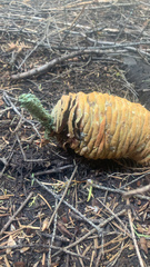 Abies concolor