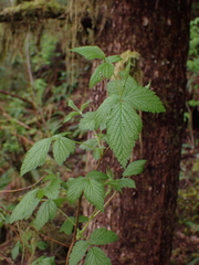 Rubus spectabilis