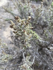Artemisia californica