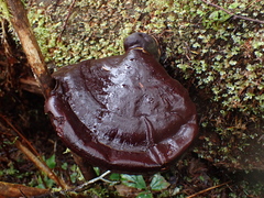 Ganoderma oregonense
