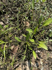 Sagittaria platyphylla