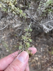 Artemisia californica