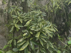 Capparidastrum petiolare