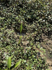 Sagittaria platyphylla