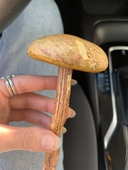 Aureoboletus