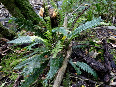 Blechnum membranaceum