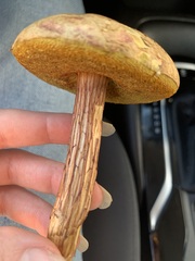 Aureoboletus