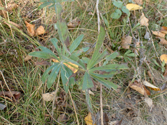 Lupinus polyphyllus