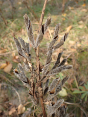 Lupinus polyphyllus