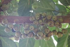 Ficus fistulosa