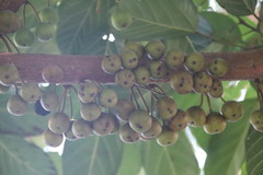 Ficus fistulosa