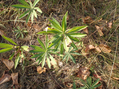 Lupinus polyphyllus