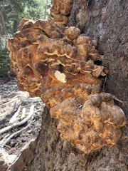 Laetiporus conifericola