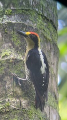 Melanerpes chrysauchen