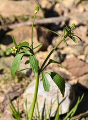Ranunculus abortivus