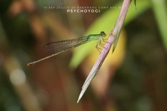 Ceriagrion chaoi