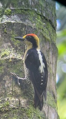 Melanerpes chrysauchen