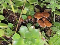 Psilocybe cyanescens