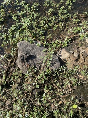 Ludwigia peploides glabrescens