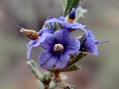 Halgania cyanea