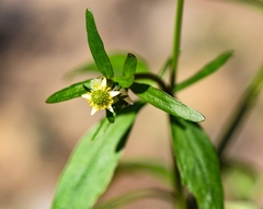 Ranunculus abortivus