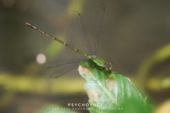 Ceriagrion chaoi