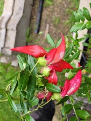 Clianthus