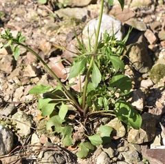 Ranunculus abortivus