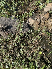 Ludwigia peploides glabrescens