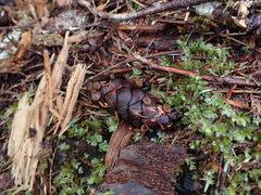 Ciboria rufofusca