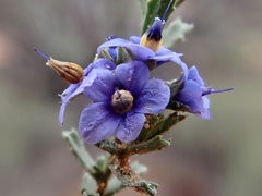 Halgania cyanea