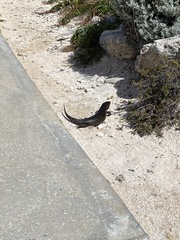 Egernia kingii