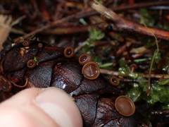Ciboria rufofusca
